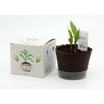 키우기 쉬운 식물 미니 자연분해 화분 키트 옥수수, 단품