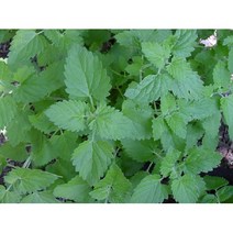 씨앗 캐트닢 (Catnip) 0.1g