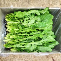 루꼴라 300g