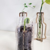 식물 재배 관찰키트 강낭콩 키우기 뿌리관찰 4명, 1명 세트