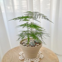 수풀플랜트 아스파라거스나누스세타세우스 아스파라거스나누스, 아스파라거스 세타세우스 나누스, [독일 토분] 그래니트 크림화이트, 1개