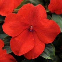 꽃씨 임파첸스 대즐러 레드 (1000립) S2659, 1개