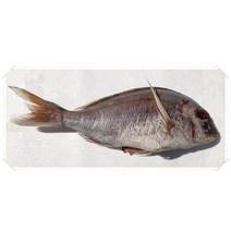 남해안 삼천포 반건조생선 제수용 돔 40cm이상 1미