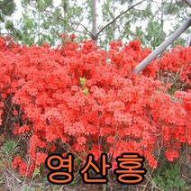 영산홍(적색) 키30cm개화주 10그루 나무 묘목 꽃나무 과일나무 유실수 조경수 관목