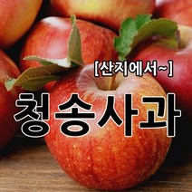 부사 햇사과 싱싱하고 달콤한 소미네 꿀사과, 1박스, 09.선물용or재수용 정품사과5kg(10과~12과)
