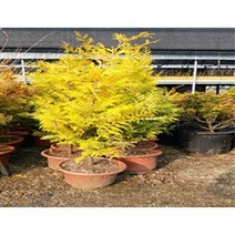황금편백 황금화백 키40cm포트~ 트리팜원예 황금상록수, 키40cm포트