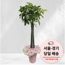 에코플랜트 금전수 개업 화분 집들이 선물 승진 사무실 이전 병원 개원 식당 개업식 축하 화분 배달 [서울 경기 당일배송]<토요일 오후 일요일 주문건 월요일배송>, 06. 파키라, 1개” class=”wr-img”></a></div>
</p></div>
</p></div>
</p></div>
<div class=