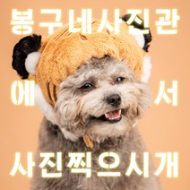 [봉구네사진관] 멍냥이와 함께하는 사진촬영+스페셜액자1점 제작 전국지점사용가능 (애견단독프로필촬영 애견+1~2인동반촬영 애견+3인이상동반가족촬영 중 택1), 강릉점