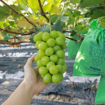 수출용 샤인머스켓 포도 2kg, 2kg(2-4송이)