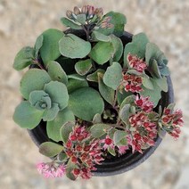 시즌플라워 [초화류]흑꿩의비름