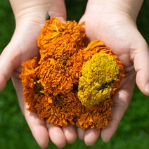 국산 메리골드꽃차 대용량 마리골드 매리골드 금잔화 차 꽃차, 200g