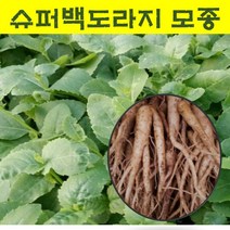 모종(슈퍼백도라지)백도라지모종 20개 / wj339