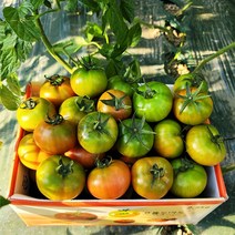대저 농협인증 짭짤한 토마토 2.5kg 단짠 짭짤이 특품, 로얄과 S (나루토마토농장)