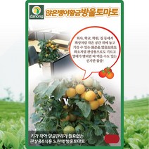 앉은뱅이황금방울토마토씨앗 50립