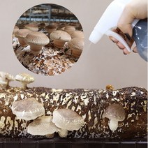 풍성에프에이 표고재배키트 아이와함께 집에서 키우는 표고버섯배지 1입 [무농약/GAP인증], 단품없음
