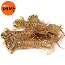 자연산 활 갯가재 1kg 쏙 털치 딱새, 1box, 생물 갯가재 2kg