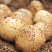 이웃사촌 햇 감자 단골많은 집, 1박스, 이웃사촌 햇 감자 10kg 중(통구이용)