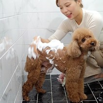 강아지비누 고양이샴푸 천연비누 천연샴푸 애견비누 10종, 포레스트