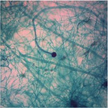 누룩곰팡이 영구프레파라트 USA a-6168