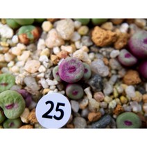 코노피튬 소형 입술 파가에 4두, 4개