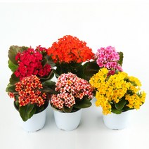 [꿩의다리] 갑조네 카랑코에 5개 세트 칼란디바 칼란코에 꽃화분 국화꽃 공기정화식물 꽃모종
