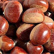 공주햇밤정안알밤 공주숙성옥광밤햇밤알밤2kg, 옥광대2kg