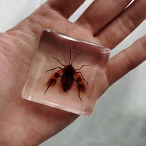 피규어사이트 소형 동물 장식품 실제 곤충 수지 표본 나비 해양 생물학 교육인지 도구 홈 인테리어 액세서, 01 001