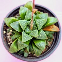 러브코리아 오래된 품종 하월시아 하윌시아 만상설국 다육 랜덤1-30, 단품, 1개