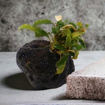 [미미네아쿠아]미미네아쿠아 화산석 활착수초 - 부세파란드라 벨벳, 단일속성