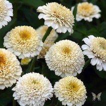 백일홍 진데렐라 시리즈 (꽃씨앗/10립) Zinnia Zinderella, 화이트