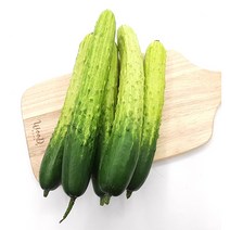 야채왕 오이 10개
