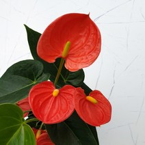 도희씨네 정원>> 사계절 꽃피우는 꼬맹이 안시리움 오렌지 140″ class=”wr-img”></a></div>
</div>
</div>
</div>
<div class=