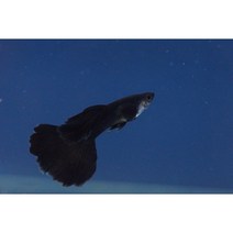 풀블랙 구피 치어 10마리