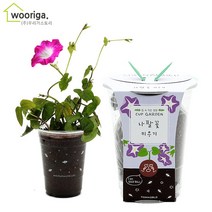 우리가스토리 미니화분키우기 꽃 화초 공기정화식물 새싹 허브 텃밭 화분 상추재배 새싹키우기, 1팩, 컵가든_나팔꽃
