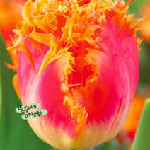 리얼타임 [10구](복남이네야생화 튜울립 tulip) 프린지드 튤립 구근, 10개
