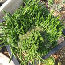 [수암다육] 공작환 철화 랜덤발송 Euphorbia flanaganii f. cristata 다육 다육이 다육식물 국민다육 다육이키우기 선인장 아프리카식물