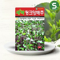 솔림텃밭몰 새싹핑크양배추 30g 핑크양배추 채소 씨앗 종자, 1개
