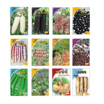 백찰 흑찰 얼룩찰 옥수수 검정 얼룩 강낭콩 서리태 흑 땅콩 스파클 완두콩 녹두 히카마 얌빈 더덕 씨앗 종자, 2.그린흑찰옥수수 100립