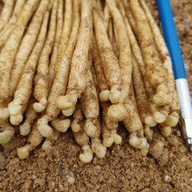 22년 가을 인삼모종 종삼 묘삼 300종 30뿌리 산양삼용 새싹삼용, 실내 발아처리, 1개
