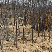 모과나무 결실주 R3 R5 (분묘) 옵션, 1개