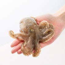 맛수러움 안면도 생물 활 쭈꾸미 주꾸미 제철 알쭈꾸미 1kg, 1개, (얼음포장) 생물쭈꾸미 1kg(7미내외)