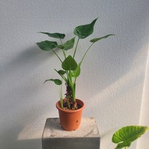 실내공기정화식물 반려식물 하트알로카시아 중품 목대형 30-50cm 99