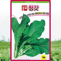 청갓 씨앗 갓 씨 종자 30g, 1개