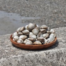 고창 자연산 동죽조개 물총조개 해감 동죽 바지락, 동죽조개 10kg