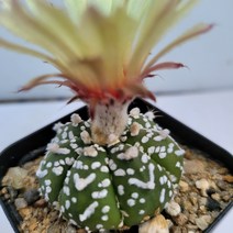 [메카다육]40-0622 선인장 슈퍼투구(국내실생)화분포함 다육식물