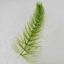 붕어마름3촉 체리생이새우어항꾸미기 초보음성수초키우기