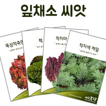 채소씨앗 모음, 59.산마늘(명이나물)