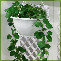 벽걸이 행긴화분, 벽걸이행긴화분 8호