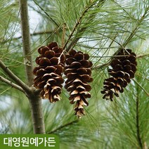 스트로브잣나무 실생2년 플러그묘 상록수 정원수, 02. 실생2년 플러그묘 5주