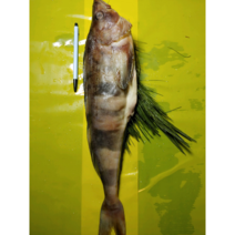 다원 임연수 특왕자반솔잎(간절이) 450g~550g, 1마리